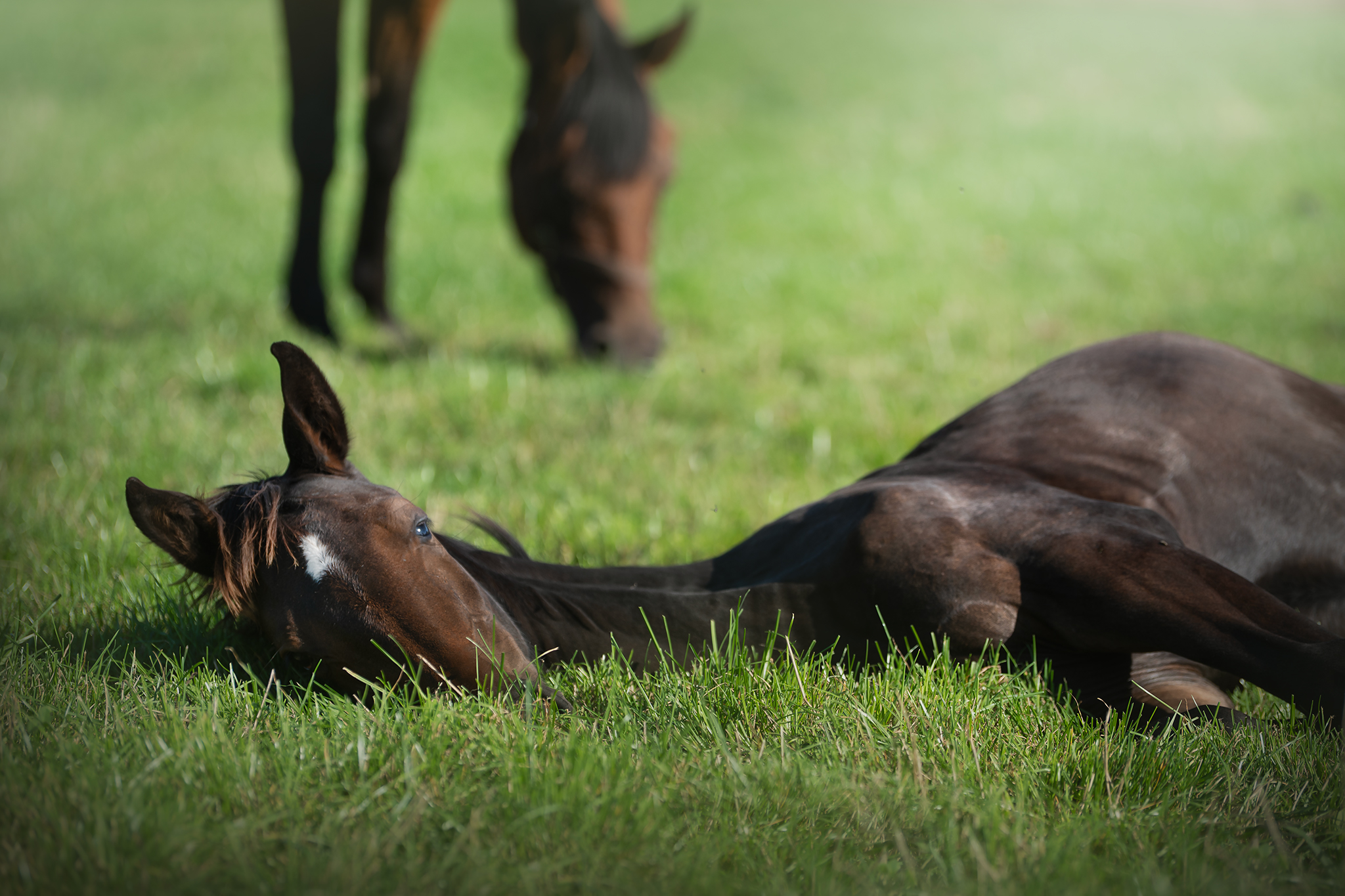 leżący na trawie koń