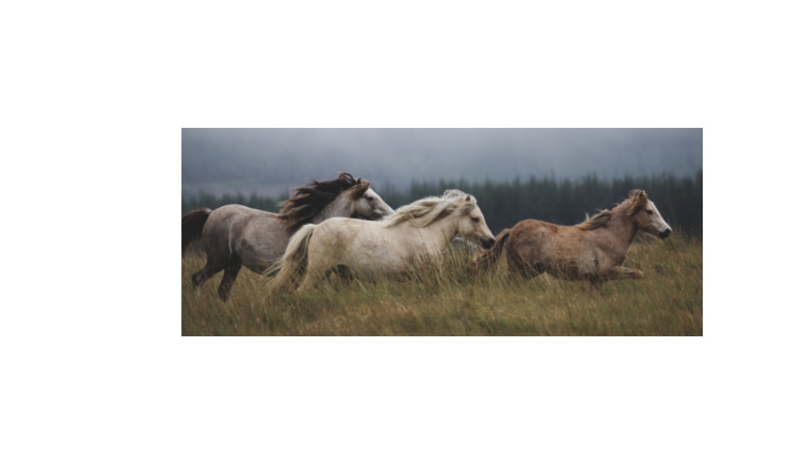 konie biegnące w wysokiej trawie